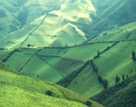 Andean Fields